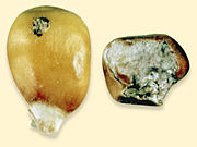 Kernels which contain any mold on the exposed part of the kernel are considered damaged