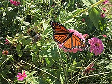 Monarch nectaring on a zinnia flower during its migration southward to Mexico, late September of 2022 Monarch butterfly in zinnia patch.jpg