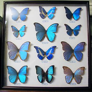 Morpho spp.