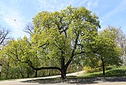 Rosskastanie am Gasteig