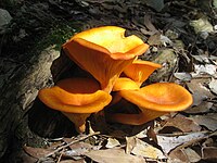 Jack-O-Lantern, a poisonous mushroom sometimes mistaken for a chanterelle. Omphalotus olearius Mallorca.jpg