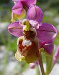 Miniatura para Ophrys tenthredinifera