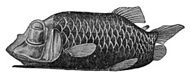 Anturakiikarikala (Opisthoproctus soleatus)