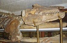Fossile dans un musée du crâne et de l'avant du corps d'Orcinus citoniensis.