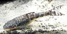 Otocinclus arnoldi