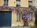 Glycines en fleurs au printemps.