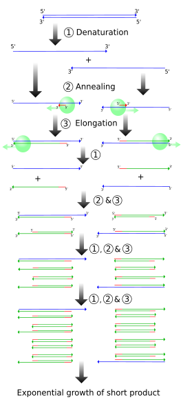 File:PCR.svg