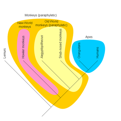 Paraphyletic (traditional) monkeys