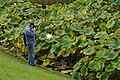 Nelumbo lutea