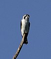 Pied falconet