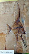 Platax altissimus (fossile)