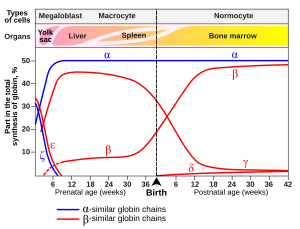 Changing the composition of hemoglobin before and after birth. Also identifies the types of cells and organs in which the gene expression (data on Wood W.G., (1976). Br. Med. Bull. 32, 282.) Postnatal genetics en.svg