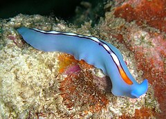Description de l'image Pseudoceros liparus - Blue Pseudoceros Flatworm.jpg.