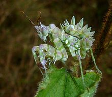 Pseudocreobotra wahlbergii, nimf, a, Krantzkloof NR.jpg