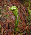 Pterostylis trullifolia (en)