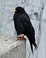 1 / Alpine Chough