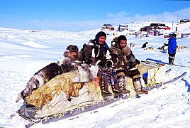 Babarapo Urang Inuik di ateh qamutiik (saluncua anjiang) di Kinngait, Nunavut, Kanada