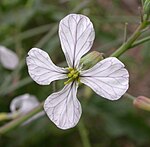 Man ser på rädisans blomma att den tillhör de korsblommiga växterna