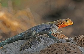 Rainbow agama