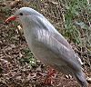 Kagu