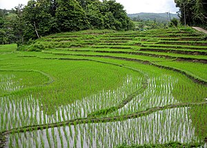 Rice fields near Chiang Mai, Thailand. Campos ...