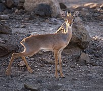 Eritrea-Dikdik