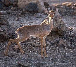 Salt-dikdik (Madoqua saltiana)