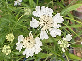 Scabiosa caucasica