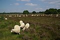 Miniatuurafbeelding voor de versie van 16 apr 2016 17:49