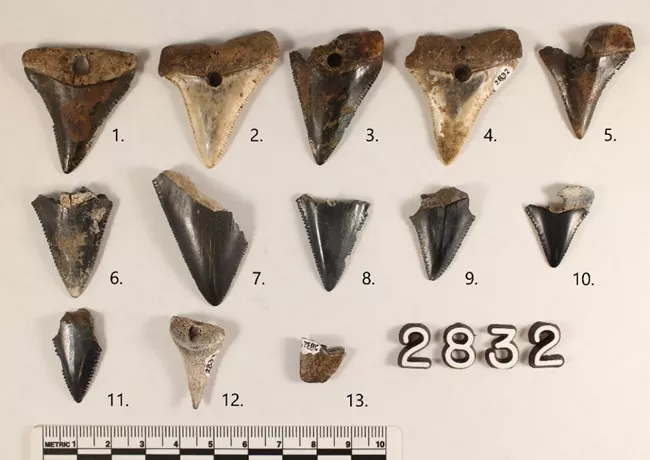 File:Sharks Teeth HOCU - 2832 and 4222.webp