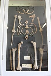Skelett der "Witch of Wookey Hole" im Mendip Museum