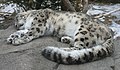 Un leopardo durmiendo en la nieve del Zoológico de Búfalo