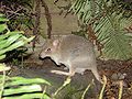 Miniatura para Bettongia