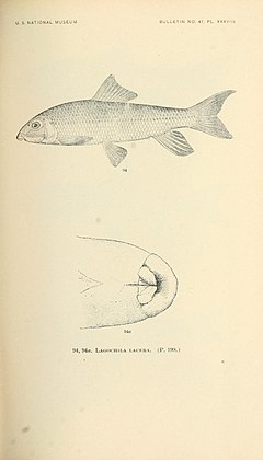 Description de l'image The fishes of North and Middle America (Pl. XXXVIII) (7983313972).jpg.