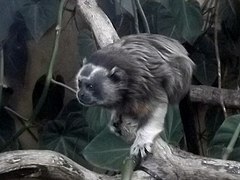 Weißfußtamarin (Saguinus leucopus)