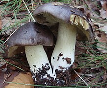 Photographie en vue latérale de deux champignons à chapeau gris-brun, devenant brun clair sur la marge