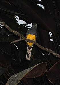 Trogon viridis i Baltimore Aquarium