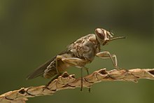 Tsetse fly from Burkina Faso Tsetse-BKF-2.jpg