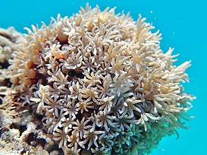 Le récif corallien entourant Mayotte est figuré par la bordure engrêlée de l'écu.