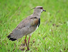 Vanellus chilensis