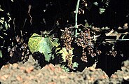 A grape vine with "Candidatus bois noir" phytoplasma disease