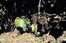 Candidatus Phytoplasma solani на винограде