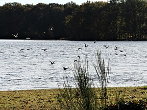 Vol de canards colverts sur l'étang de Pinaud.