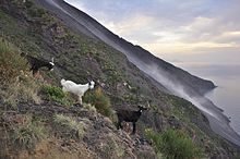 Immagine del Vulcano