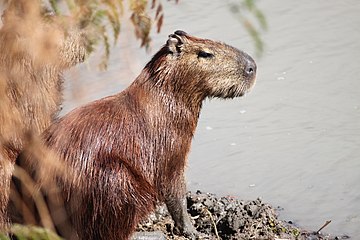 Wasserschwein - Capivara