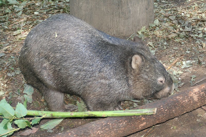 File:Wombat at Lone Pine.jpg
