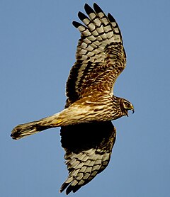 ♀ Полски блатар