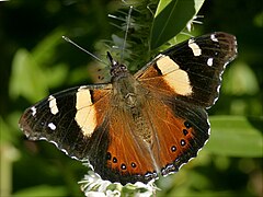 Description de l'image Yellow Admiral 05.JPG.