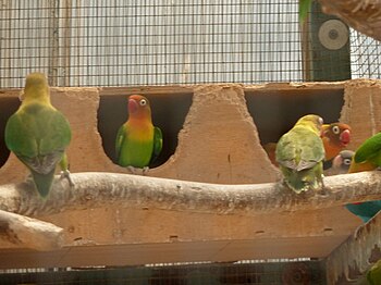 English: Lovebirds (Agapornis) at Zapari zoo, ...