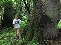 Ältester Einzelstamm am Rande des Naturschutzgebiets Enkheimer Ried mit 4,46 Metern Umfang